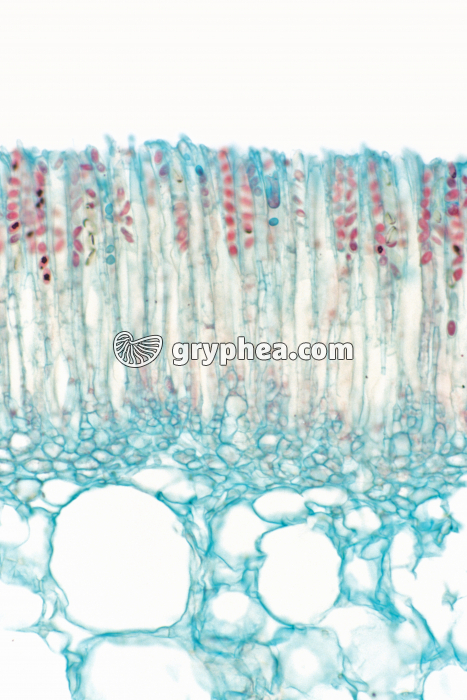 Pézize (asques) CT x70 - gryphea.com